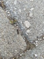 IMG_2194.jpeg