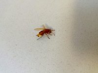 IMG_20260720_073158_045.jpg