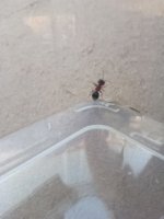 IMG_20260720_181639.jpg
