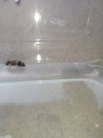IMG_20260720_181727.jpg