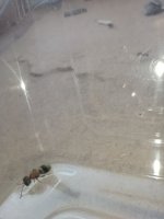 IMG_20260720_181740.jpg