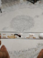 IMG_20260720_234005.jpg