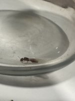 IMG_5001.jpeg