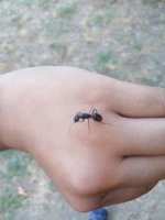 AntScout_ID_1784650165568.jpg