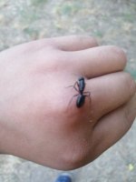 AntScout_ID_1784650147073.jpg
