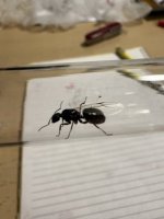 IMG_4593.jpeg