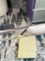IMG_5185.jpeg