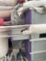 IMG_5184.jpeg