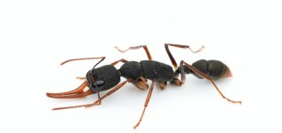 Harpegnathos_venator_242249299_(cropped).jpg