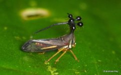 dont-tell-me-this-bug-looks-like-mahoraga-v0-8ew681e3bl7d1.jpg