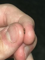 IMG_3847.jpeg