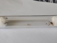 lasius.jpg.jpeg lasius.jpg.jpeg