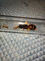 IMG_20260725_124528.jpg