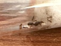 IMG_2496.jpeg