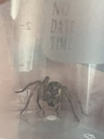 IMG_1652.jpeg