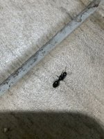 IMG_3650.jpeg