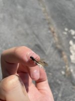IMG_1686.jpeg