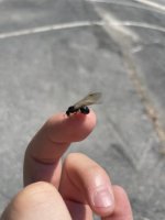 IMG_1685.jpeg