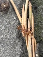 IMG_0871.jpeg