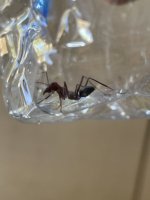 IMG_5215.jpeg