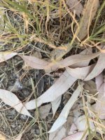 IMG_3799.jpeg