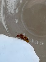 IMG_3388.jpeg