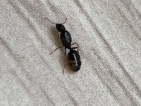 IMG_3590.jpeg