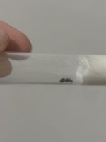 IMG_3257.jpeg