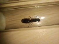 IMG_20260803_181030.jpg