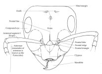 Face-anatomy-diagram-Slave-making-ant-Formica-sanguinea-1024x748.jpg Face-anatomy-diagram-Slave-making-ant-Formica-sanguinea-1024x748.jpg