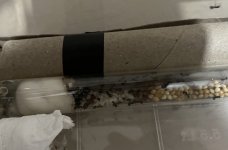 IMG_3984.jpeg
