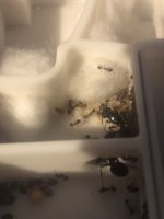 IMG_0748.jpeg