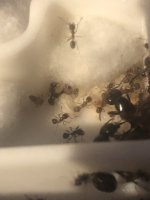 IMG_0747.jpeg