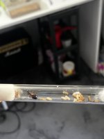 IMG_2346.jpeg