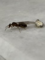 IMG_2065.jpeg