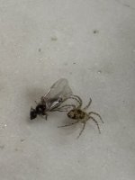 IMG_2057.jpeg