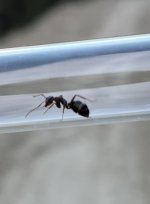 IMG_6020.jpeg