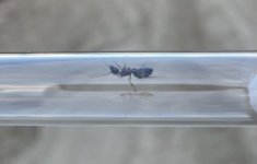 IMG_6019.jpeg