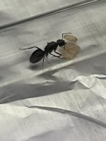 IMG_3949.jpeg