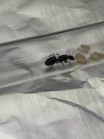 IMG_3958.jpeg