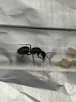 IMG_3938.jpeg