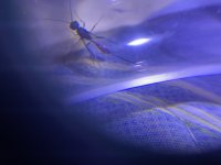 IMG_1705.jpeg