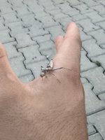 IMG_7049.jpeg