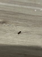 IMG_6093.jpeg