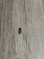 IMG_6091.jpeg
