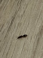IMG_6090.jpeg