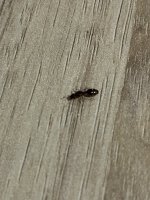 IMG_6089.jpeg