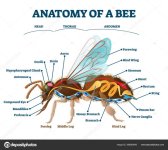 depositphotos_388365640-stock-illustration-anatomy-of-bee-with-inner.jpg