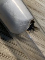 IMG_4049.jpeg