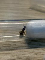 IMG_4040.jpeg